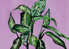 Cargar imagen en el visor de la galería, Dieffenbachia

