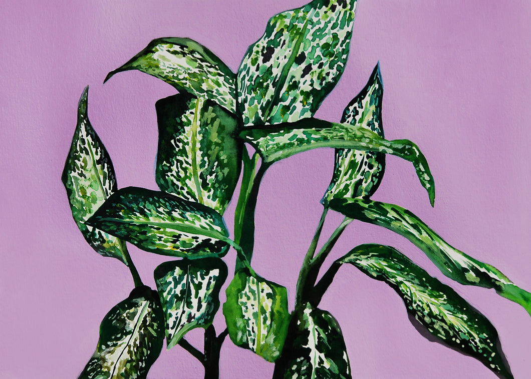 Dieffenbachia